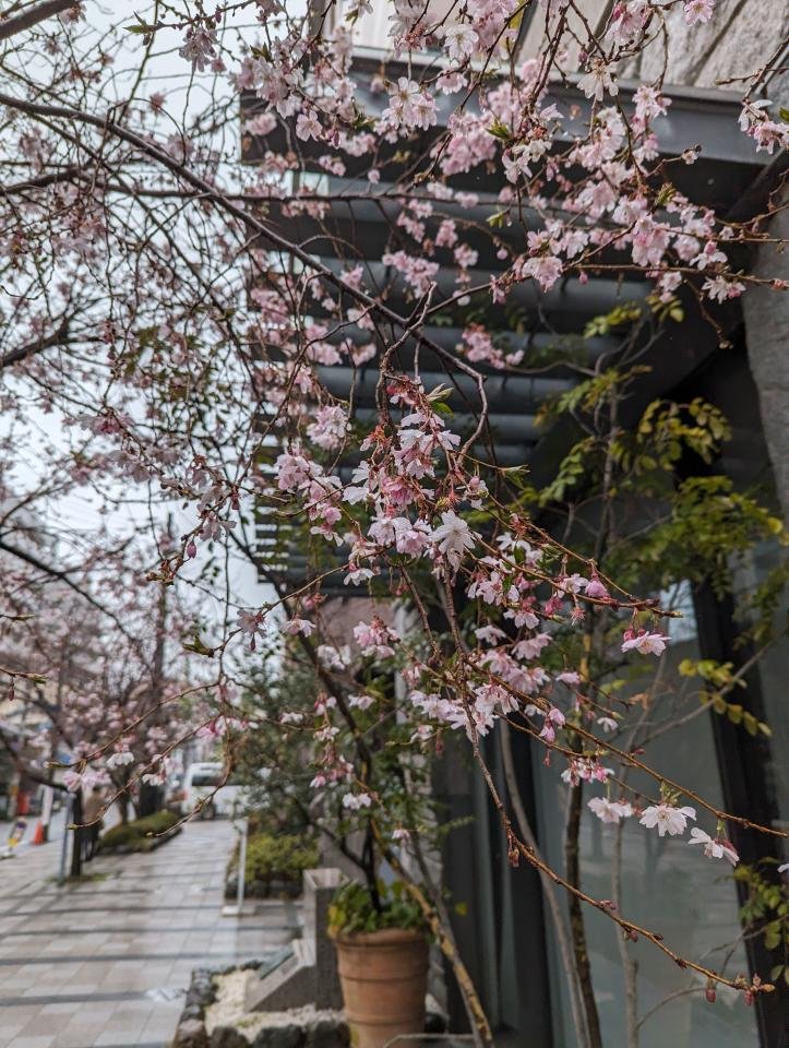 御池通りの早咲桜
