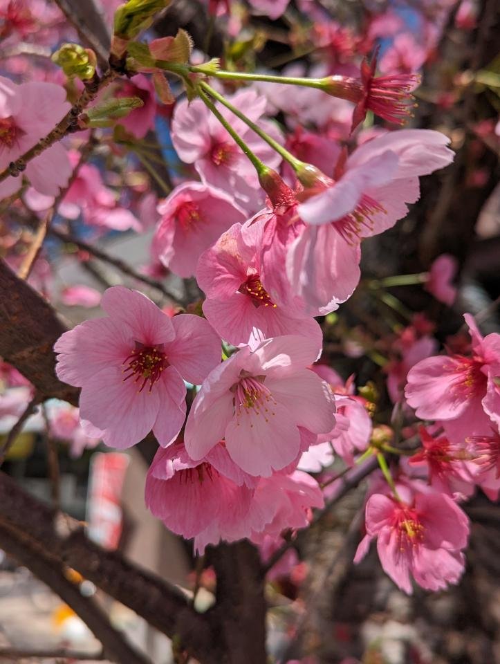 早咲の桜の花びら